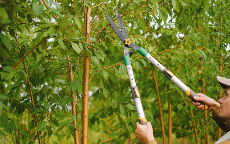 Tree trimming in Enterprise, WV